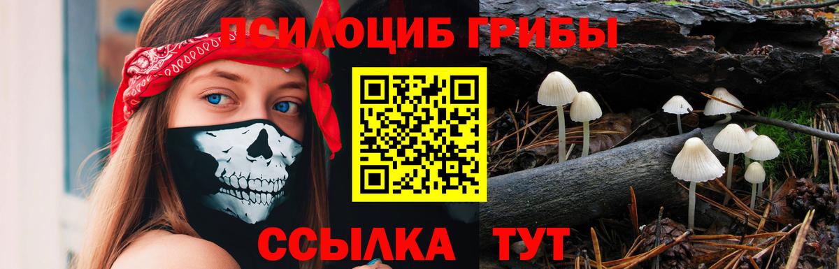Псилоцибиновые грибы Cubensis Брянск